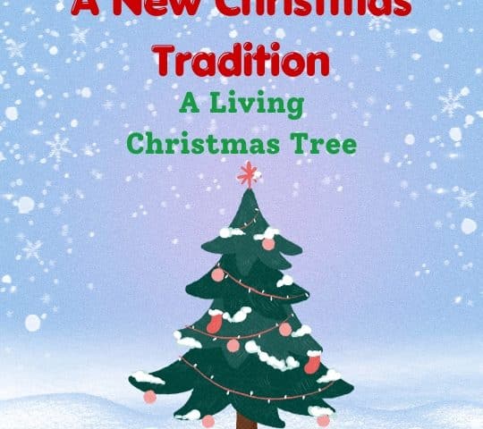 A New Christmas Tradition