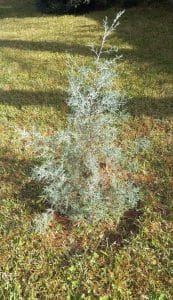 Arizona Cypress tree