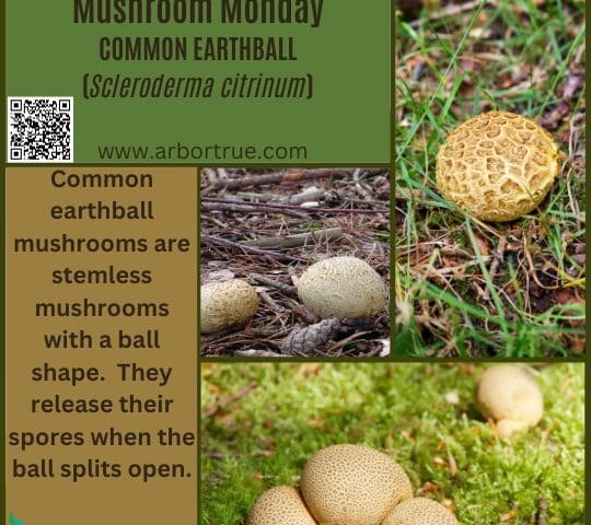 Common Earthball
