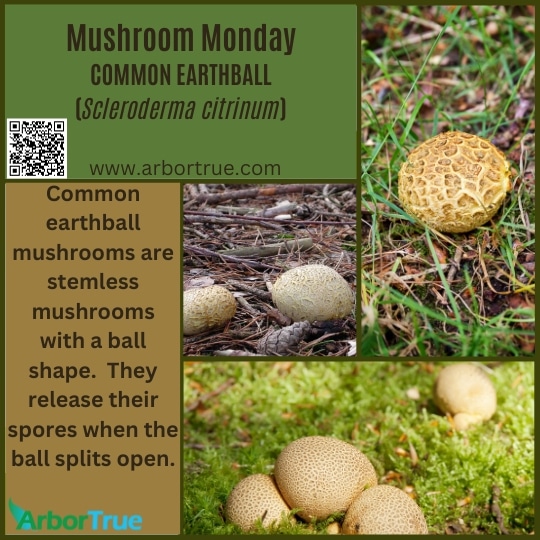Common Earthball