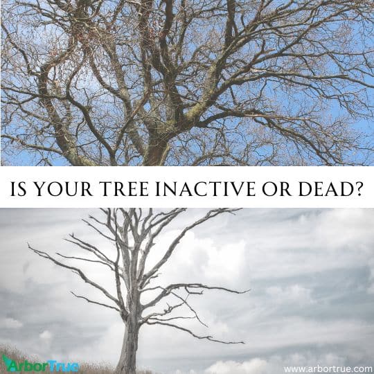 Is Your Tree Inactive or Dead - New - Blog