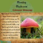 Monday Mushroom Crimson Waxcap
