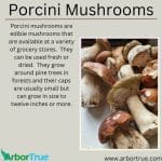 Porcini Mushrooms