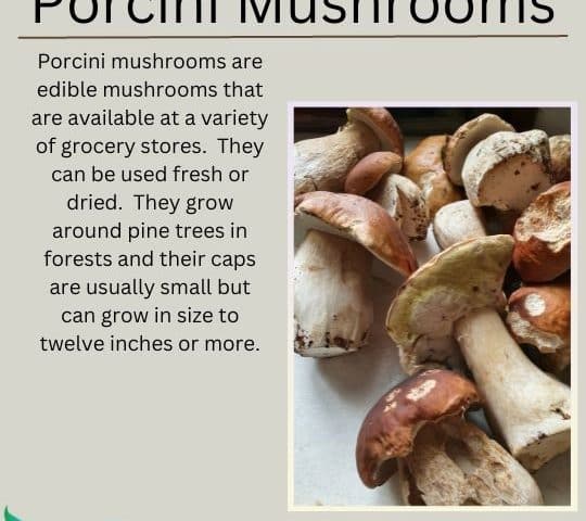 Porcini Mushrooms