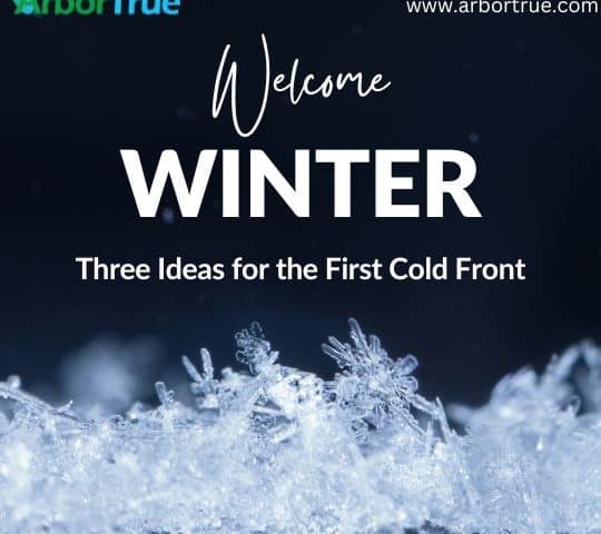 Three Ideas After the First Cold Front - Blog