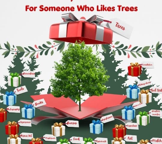 Twenty Gift Ideas