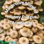 honey fungus mushroom