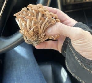 honeyfungus1