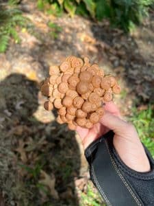 honeyfungus2