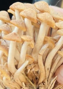 honeyfungus3