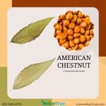 American Chestnut