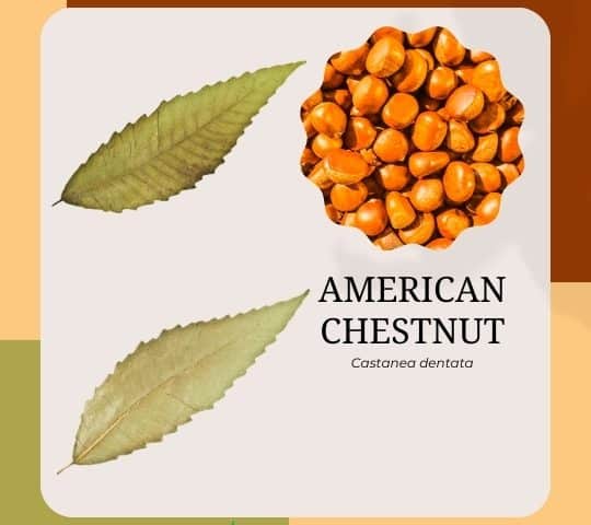 American Chestnut