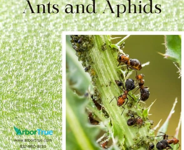 Ants and Aphids