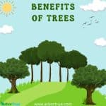 Benefits of Trees
