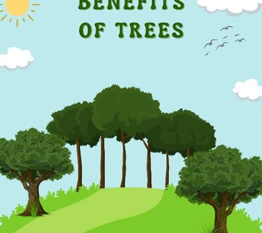 Benefits of Trees