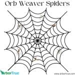 Orb Weaver Spiders Blog Post Image