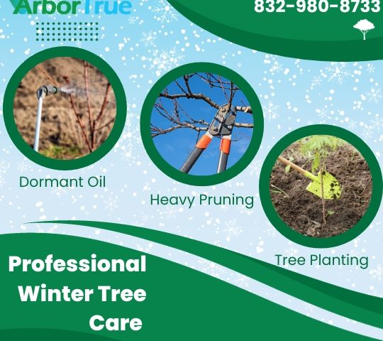Professional Winter Tree Care