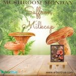 Saffron Milkcap