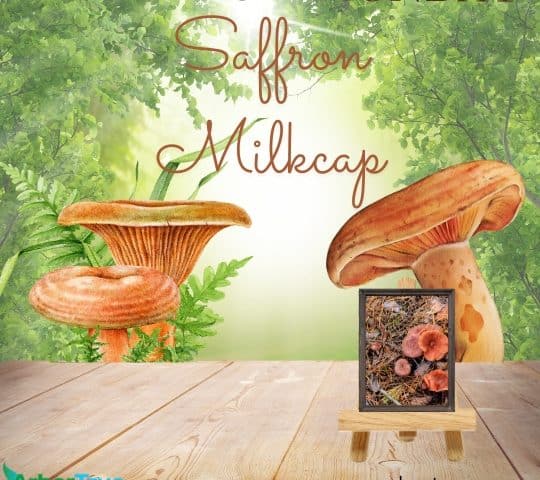 Saffron Milkcap