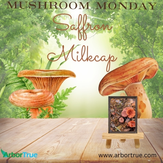 Saffron Milkcap
