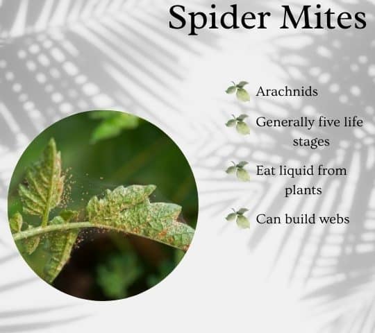 Spider Mites