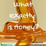 What Exactly is Honey?