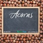 Acorns