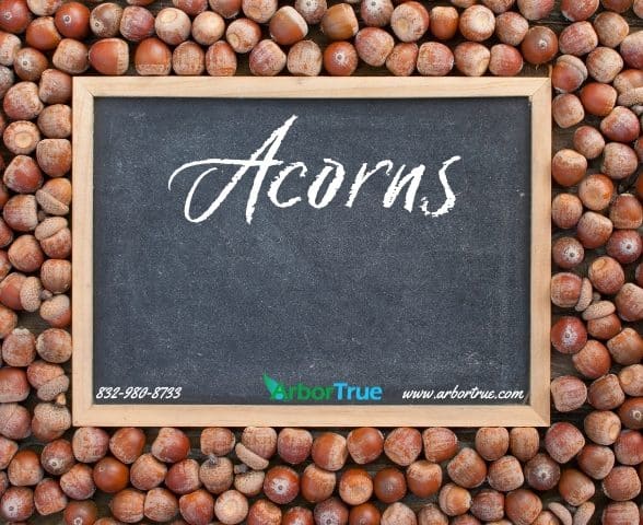 Acorns