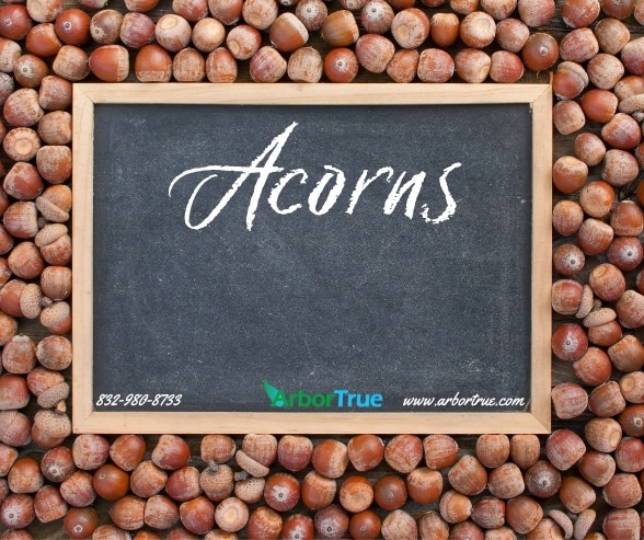 Acorns