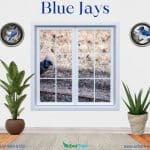 Blue Jays