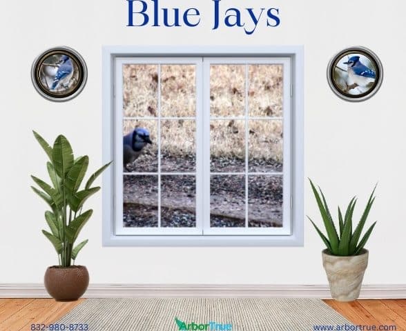 Blue Jays