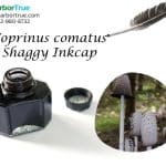 Coprinus comatus