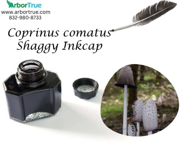 Coprinus comatus