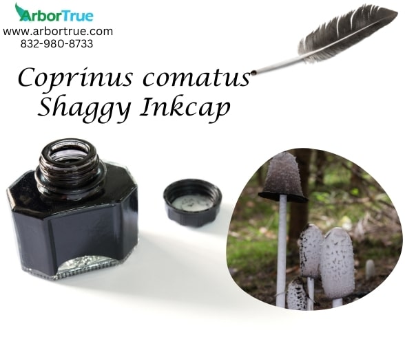 Coprinus comatus
