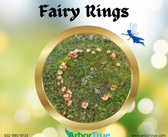 Fairy Rings