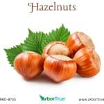 Hazelnuts