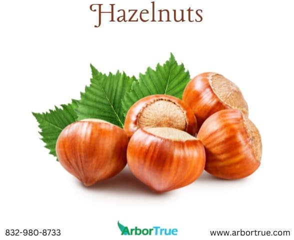 Hazelnuts