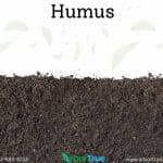 Humus