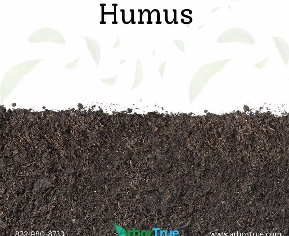 Humus