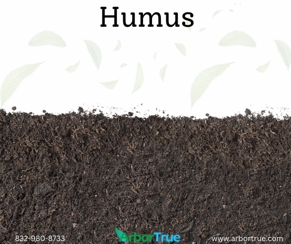 Humus