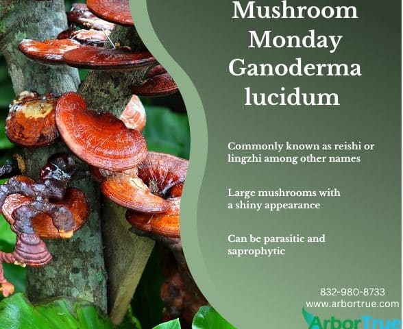 Mushroom Monday Ganoderma lucidum Mushrooms