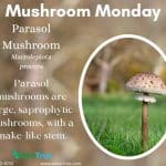 Mushroom Monday Parasol Mushroom