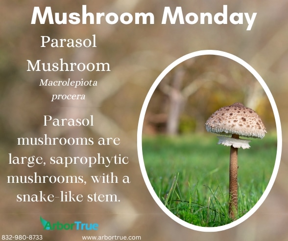 Mushroom Monday Parasol Mushroom