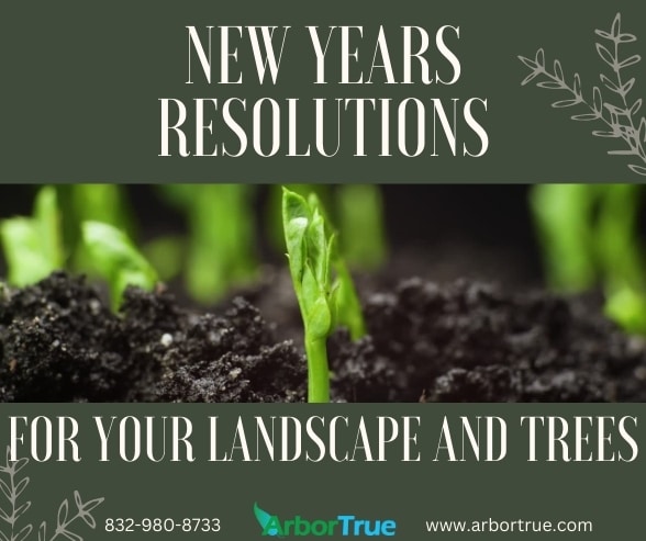 New Years Resolutions for Your Landscape and Trees