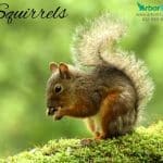 Squirrels
