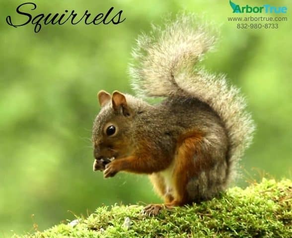 Squirrels