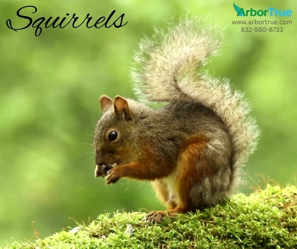 Squirrels