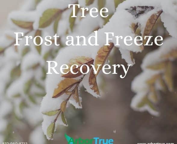 Tree Frost and Freeze Recovery