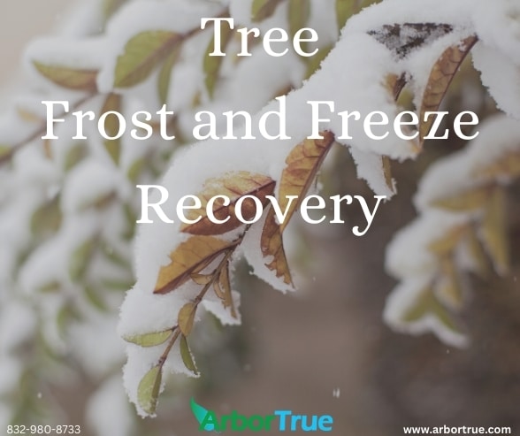 Tree Frost and Freeze Recovery