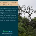 Understanding Oak Wilt